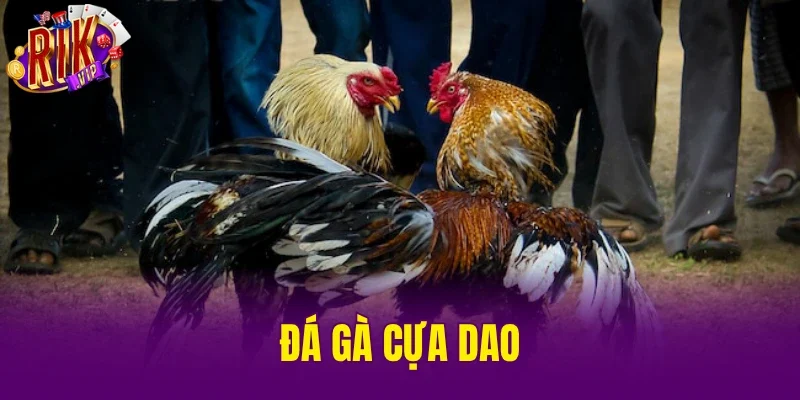 Đá Gà Cựa Dao