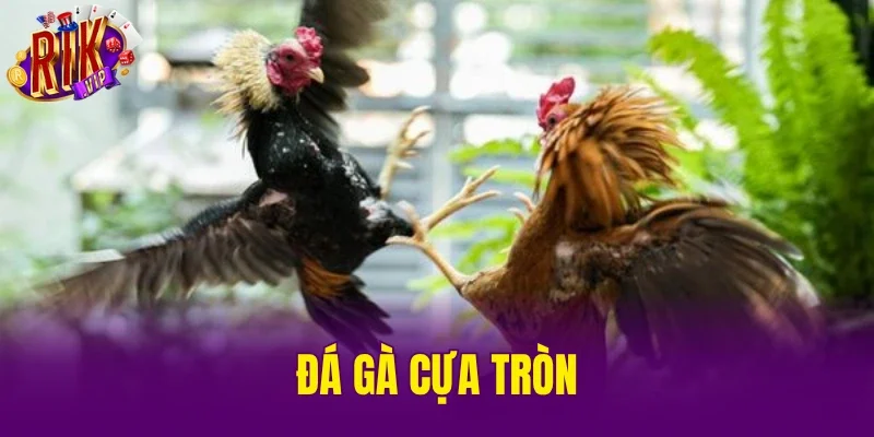 Đá Gà Cựa Tròn